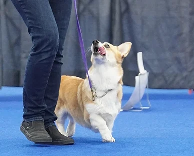 Lucy Beginner Obedience Corgi National1